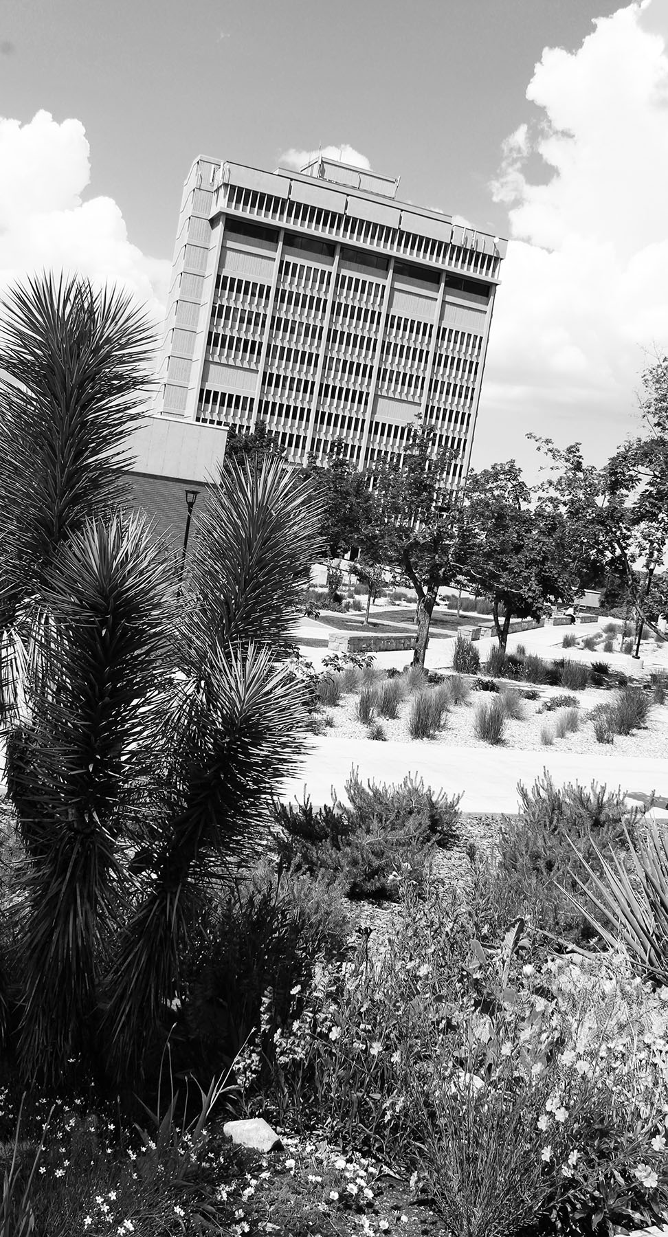 picture of Behavioral Science Tower with xeriscape foreground